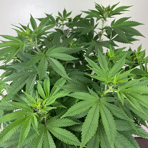 Apple Fritter - Huismerk Wietzaadjes.nl - Groeiperiode