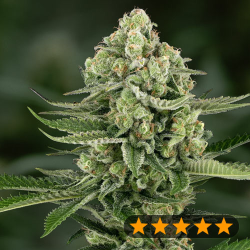 5Star Apple Fritter - PowerStrains