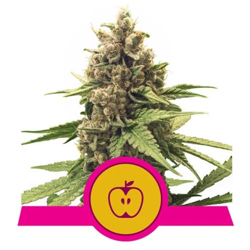 Apple Fritter - Royal Queen Seeds