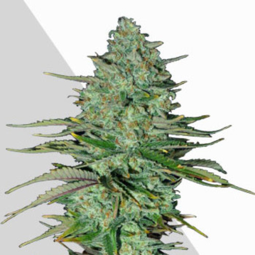 Apple Fritters Autoflower - Auto Seeds