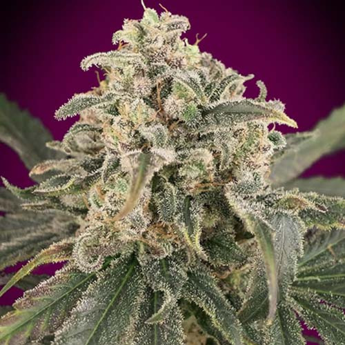 Auto Amnesia XXL - Advanced Seeds