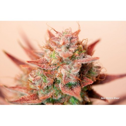 Auto Banana Blaze - Dutch Passion - Close-up