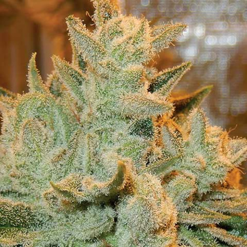 Auto Betty - Anesia Seeds