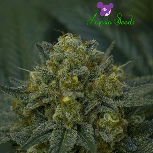 Auto Blackberry Moonrocks - Anesia Seeds