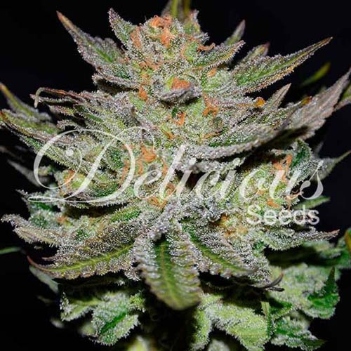 Auto Blue Ace CBD - Delicious Seeds Closeup