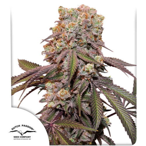 Auto Candy Bubatz XL - Dutch Passion