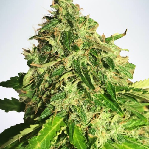 Auto Cannabis Light - Ministry of Cannabis