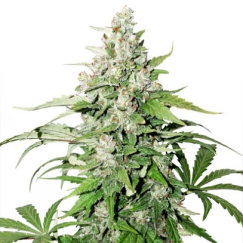 Auto Cinderella Jack - Dutch Passion