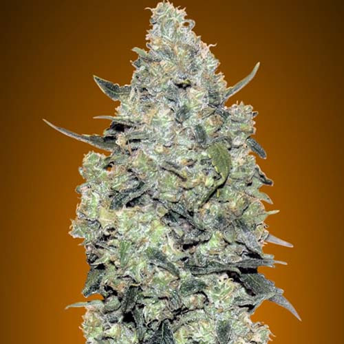 Auto Critical Mass - Advanced Seeds