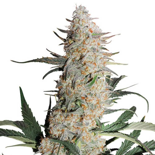Auto Critical Orange Punch - Dutch Passion - dikke wiet top kweken