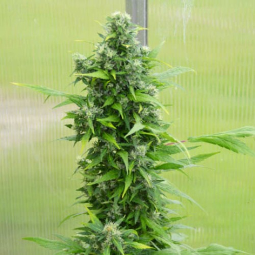 Auto Duck - Dutch Passion wietplant in bloei