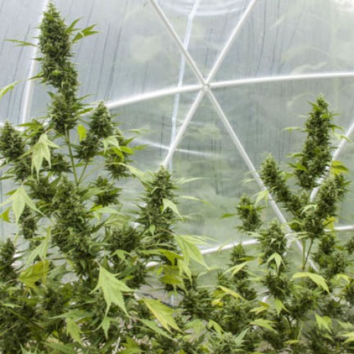 Auto Duck - Dutch Passion wietplant