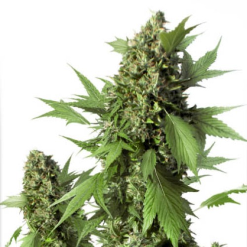 Auto Duck - Dutch Passion