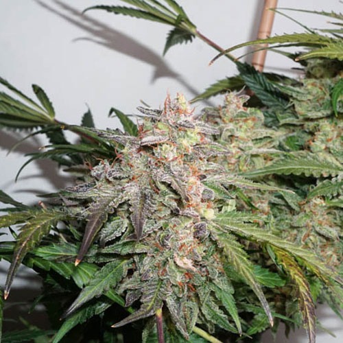 Wietplant Auto Glueberry O.G.