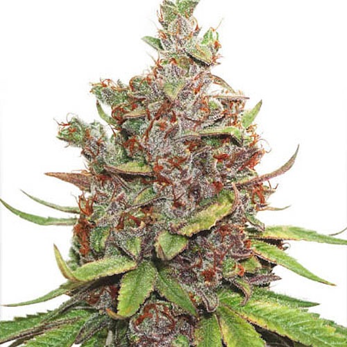 Auto Glueberry O.G. van Dutch Passion