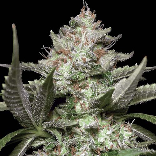 Chong's Choice - Auto Kong 4 - Paradise Seeds