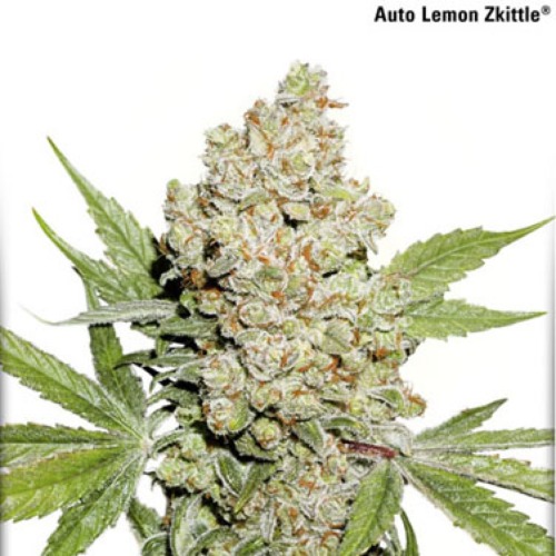 Auto Lemon Kix - Dutch Passion