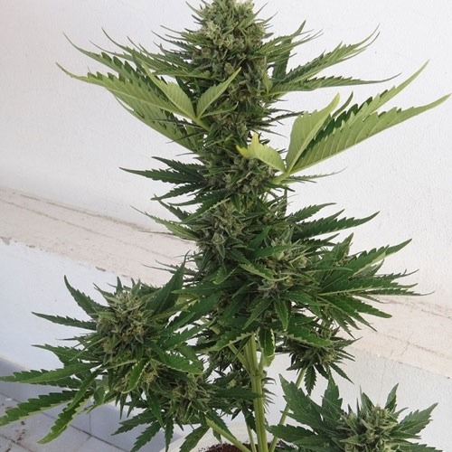 Wietplant van de Auto Malawi X Northern Lights van Ace Seeds