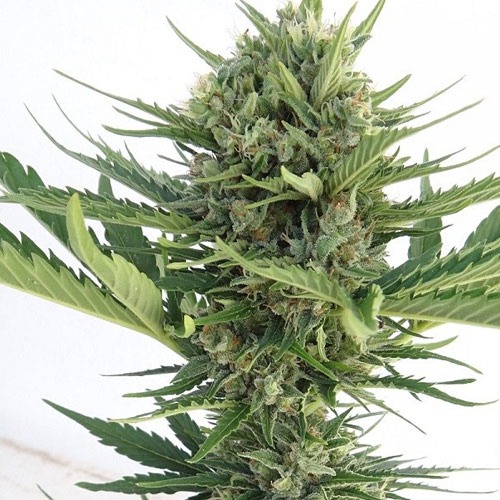 Deze wietsoort is een kruising tussen de Auto Malawi en de  Northern Lights van Ace Seeds