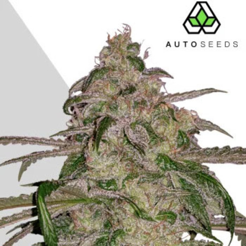 Auto Moonrocks - Auto Seeds