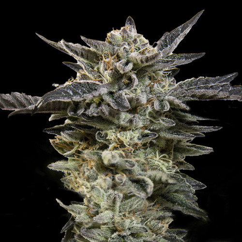 Auto Oreoz - 00 Seeds