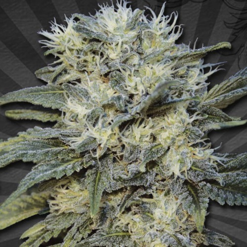 Auto Chemdog Autoflower - Auto Seeds