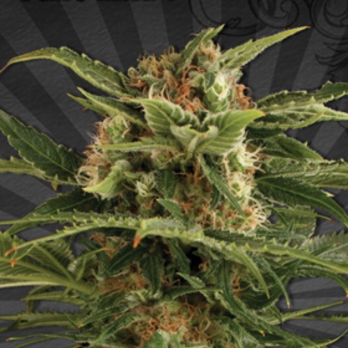 Auto Pounder - Auto Seeds