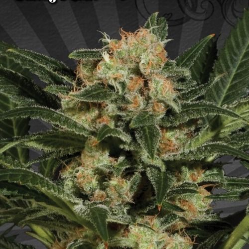 Candy Kush Autoflower - Auto seeds