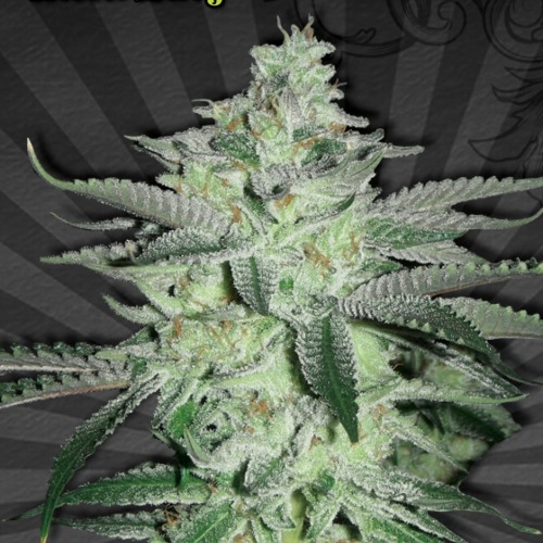 Diesel Berry Autoflower - Auto seeds