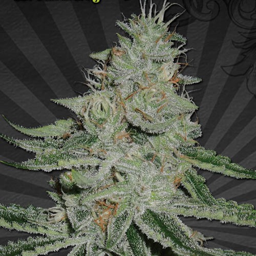 Dreamberry - Auto seeds