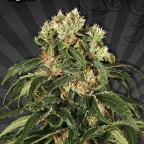 Hijack Autoflower - Auto seeds