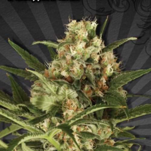 Pineapple Punch Autoflower - Auto Seeds
