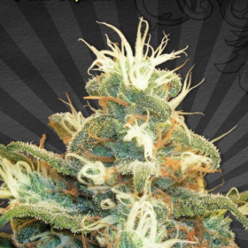 Polar Express Autoflower - Auto seeds