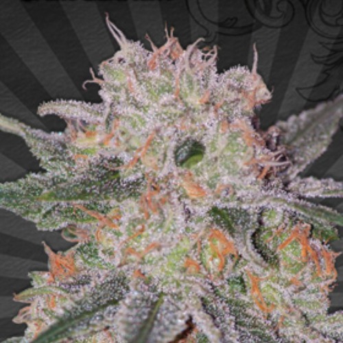 Trans Siberian Autoflower - Auto seeds