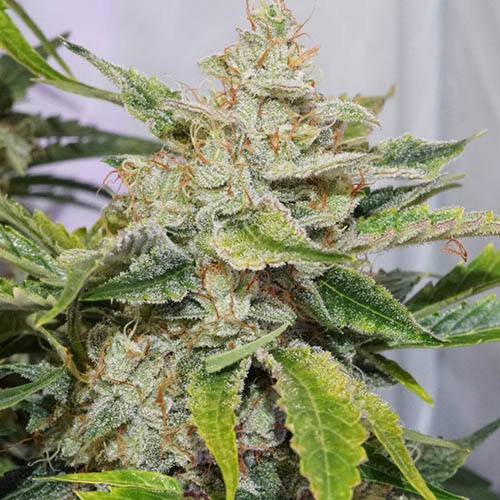 Auto Skywalker Haze - Dutch Passion Dikke Top