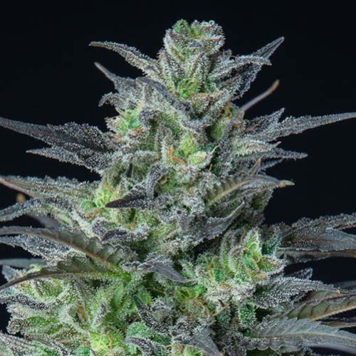 Auto Sleepy Joe - Anesia Seeds