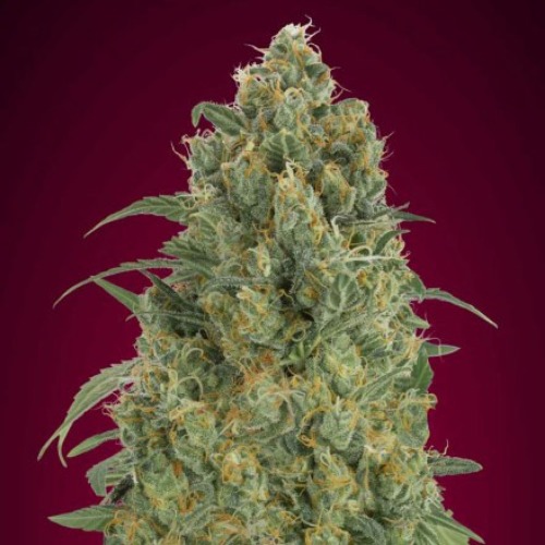 Auto Strawberry Gum - Advanced Seeds