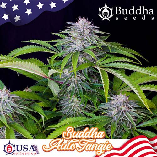 Auto Tangie - Buddha Seeds