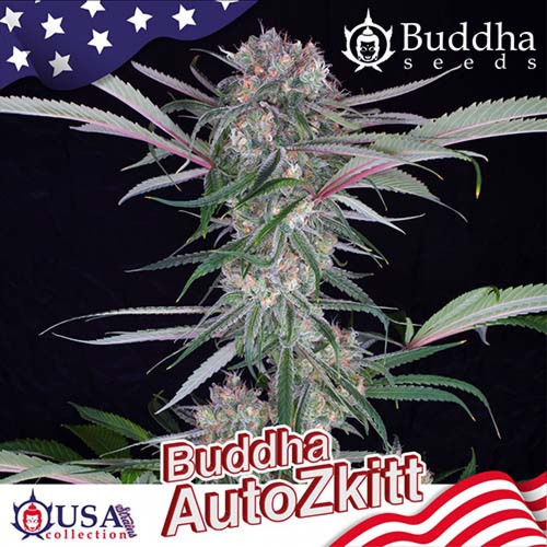 Auto Zkitt - Buddha Seeds