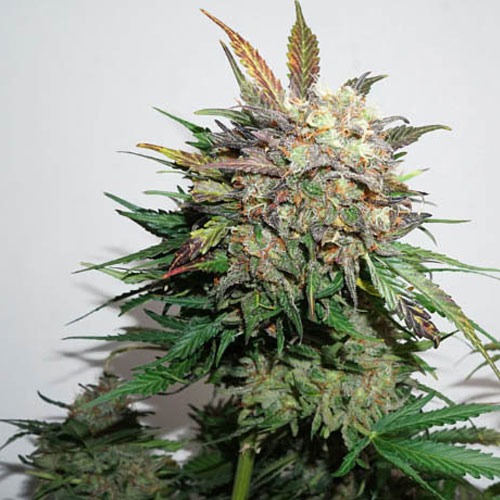 Auto Glueberry O.G. cannabis plant - Dutch Passion