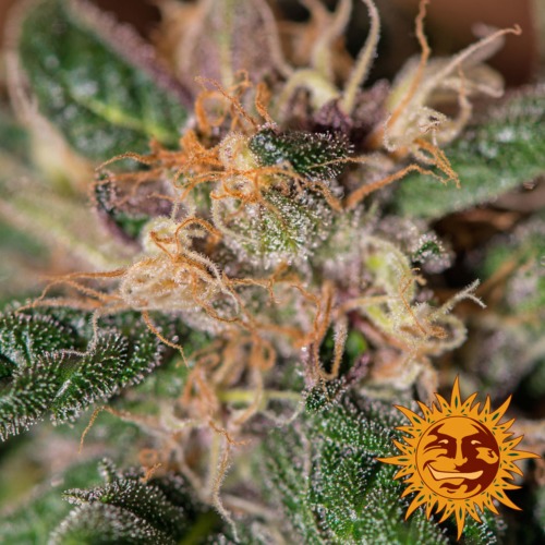 Ayahuasca Purple cannabis plant - Barney‚Äö√Ñ√¥s Farm