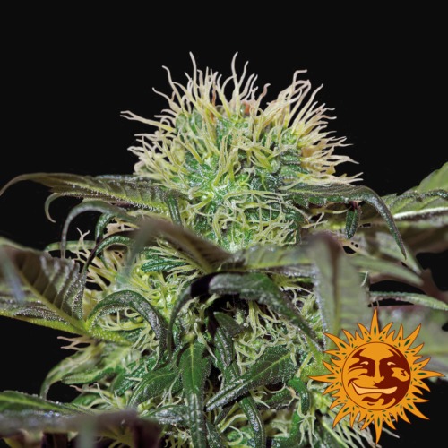 Bad Azz Kush - Barney‚Äö√Ñ√¥s Farm