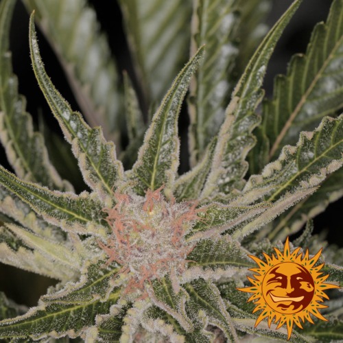 Bad Azz Kush cannabis plant - Barney‚Äö√Ñ√¥s Farm
