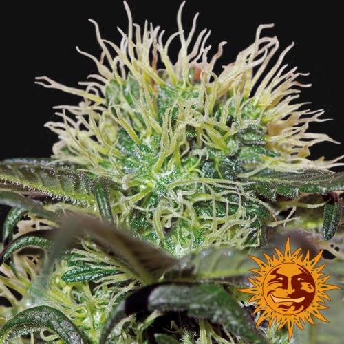 Bad Azz Kush close-up van Barney‚Äö√Ñ√¥s Farm zaadbank
