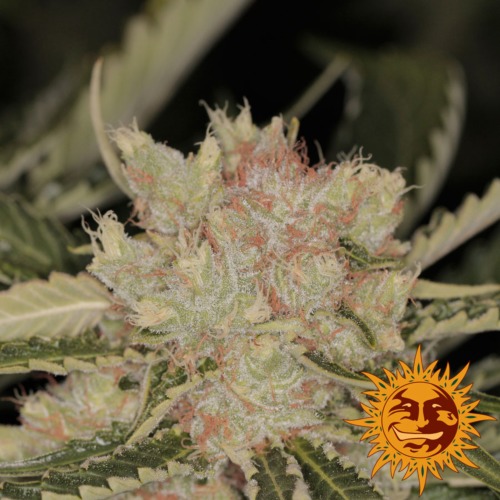 Bad Azz Kush THC - Barney‚Äö√Ñ√¥s Farm