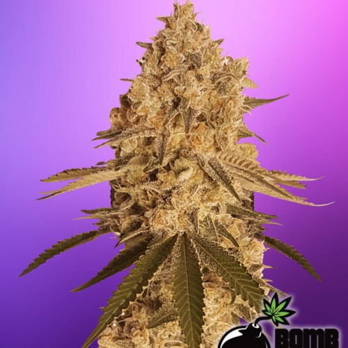 Baked Bomb - Bomb Seeds