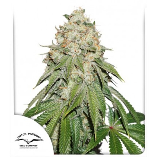 Banana Blaze - Dutch Passion