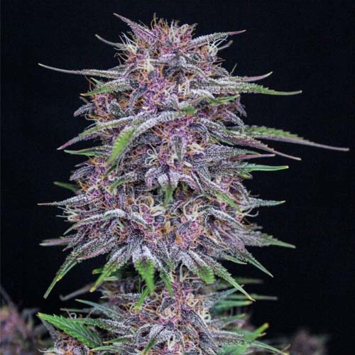 Banana Purple Punch Auto - FastBuds Hoofdtop