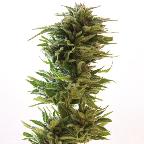 Amnesia Lemon - Barney's Farm