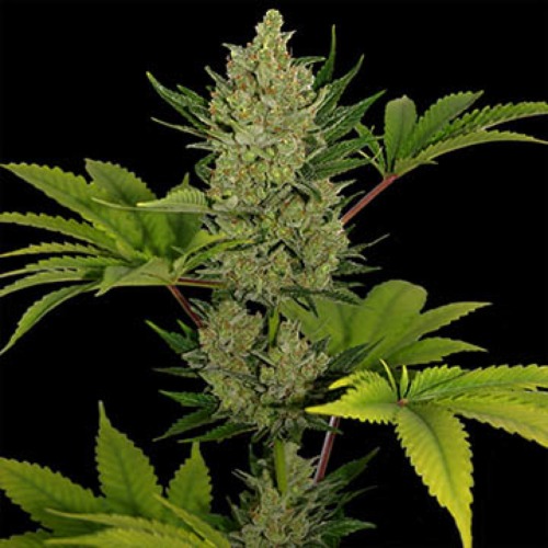 Blueberry Cheese Autoflower soort - Barney's Farm